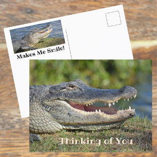 Carte Postale Alligator Sourire En Pensée De Vous