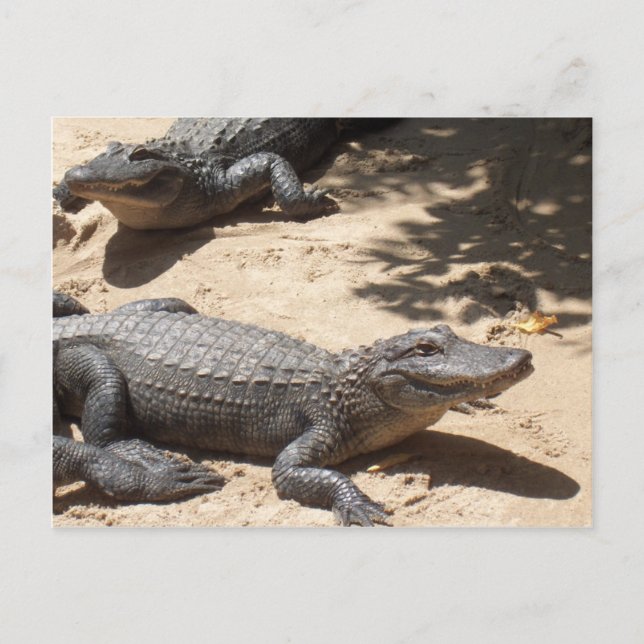 Carte Postale Alligators américains (Devant)