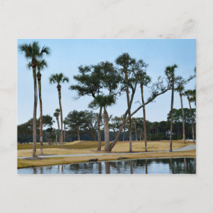 Carte Postale Alligators au parcours de golf Osprey Point