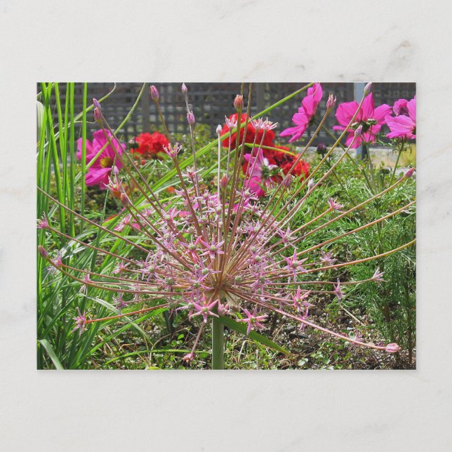 Carte postale Allium Schubertii (Devant)