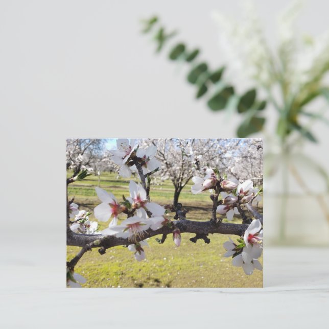 Carte Postale Almond Blossoms (Debout devant)
