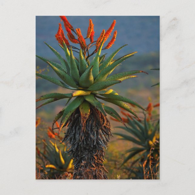 Carte Postale Aloe de montagne (Aloe Marlothii Berger) 2 (Devant)
