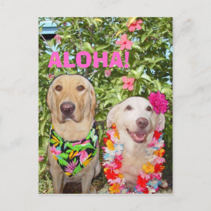 CARTE POSTALE ALOHA !