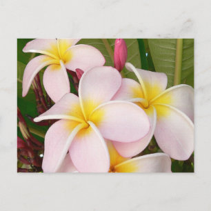 Carte Postale Aloha Frangipani Hawaii Blossoms Plumerias