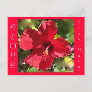 Carte Postale Aloha Rouge Hawaïen Hibiscus Fleur