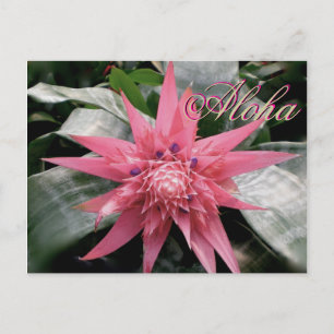 Carte Postale Aloha Salutations Tropical Bromeliad