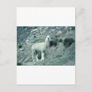 Carte Postale Alpaca