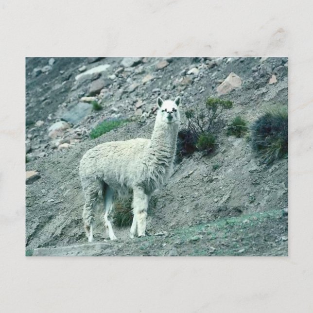 Carte Postale Alpaca (Devant)