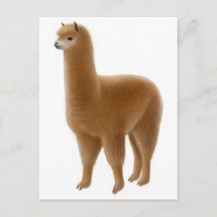 Carte postale Alpaca Brown