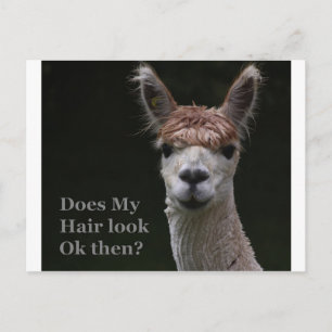 Carte Postale Alpaca funny hairstyle
