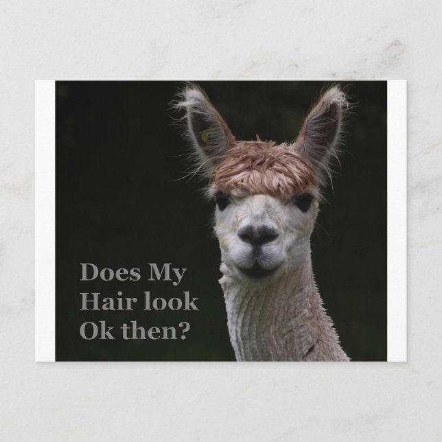 Carte Postale Alpaca funny hairstyle (Devant)