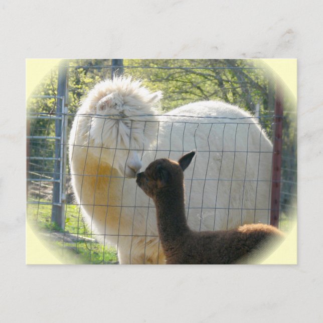 Carte postale Alpaca Kisses (Devant)