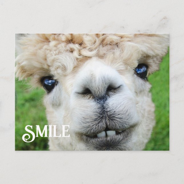 Carte Postale Alpaca Llama souriant Drôle animal de ferme sourir (Devant)