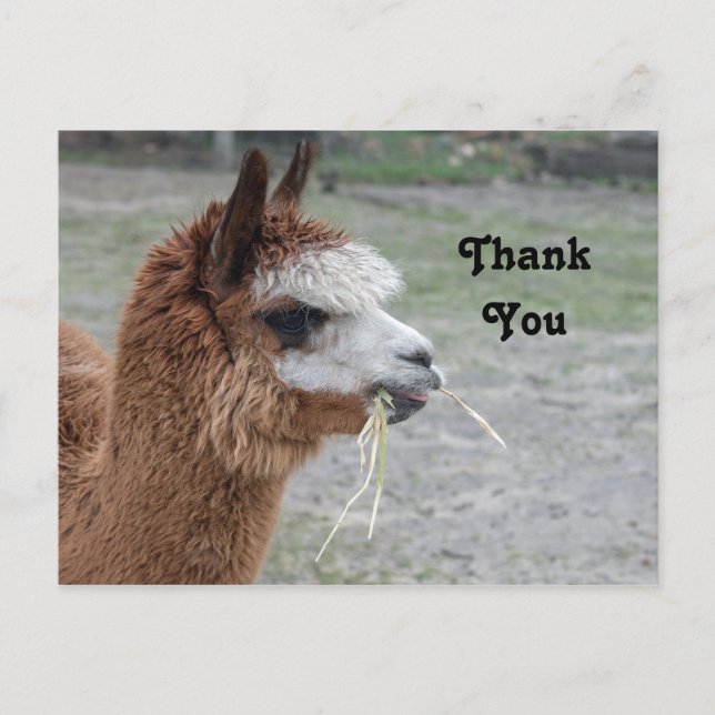 Carte Postale Alpaca Manger Hay Animal Photo Merci (Devant)
