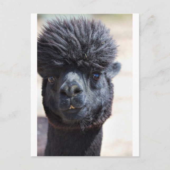 Carte Postale Alpaca Péruvien Avec Cheveux Fou (Devant)
