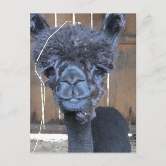 Carte Postale Alpaca rasé triste (Devant)