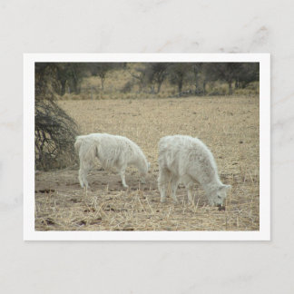 Carte Postale alpacas