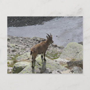 Carte Postale Alpes françaises Ibex Chamonix