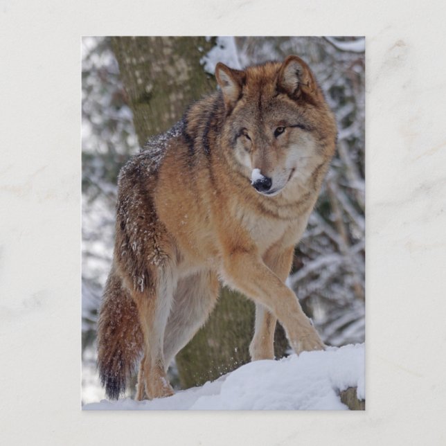 Carte Postale alphawolf mongol dans la neige (Devant)