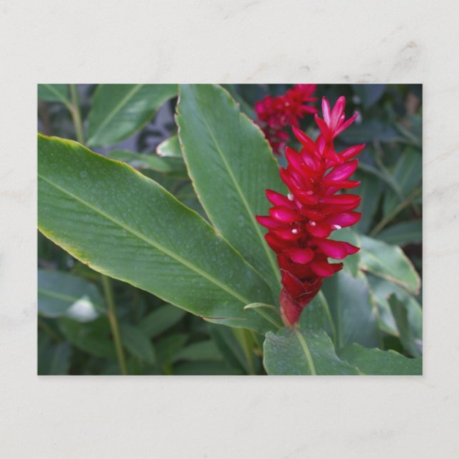 Carte Postale Alpinia Purpurata, Bucerias (Devant)