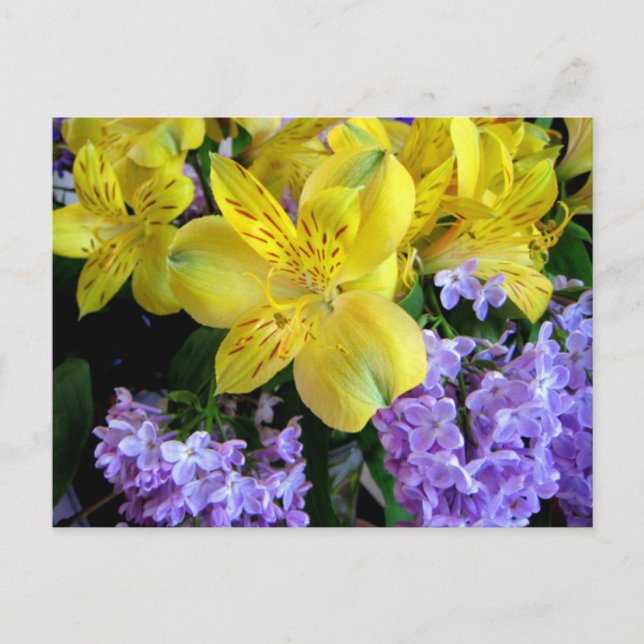 Carte postale Alstroemeria et Lilacs (Devant)