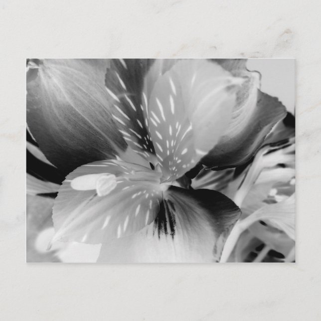Carte Postale Alstroemeria Fleur Lily péruvienne en noir et blan (Devant)