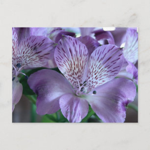 Carte Postale Alstroemeria Lily