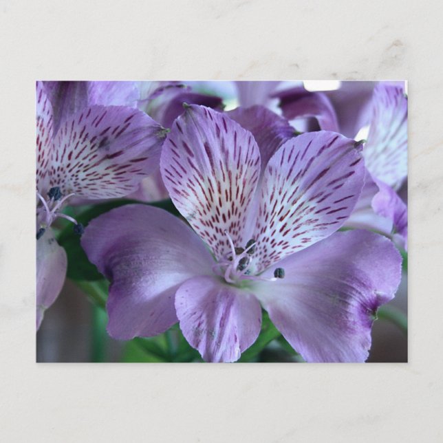 Carte Postale Alstroemeria Lily (Devant)