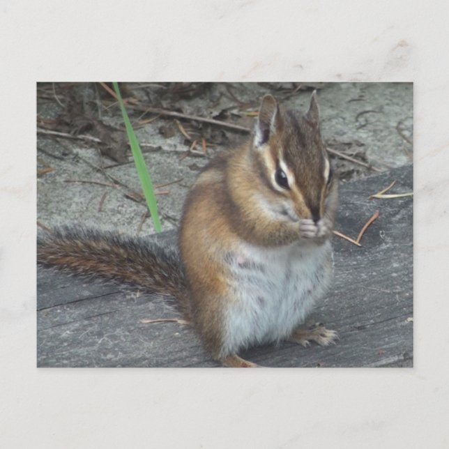 Carte postale Alvie Chipmunk (Devant)