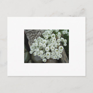 Carte Postale Alyssum doux