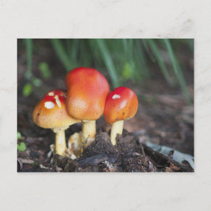 Carte Postale Amanita family mushrom