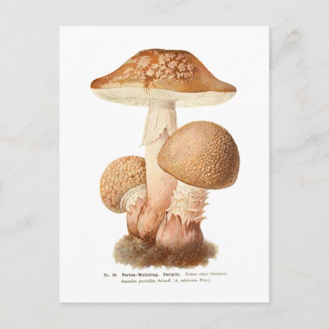 Carte Postale Amanita pustulata (Devant)