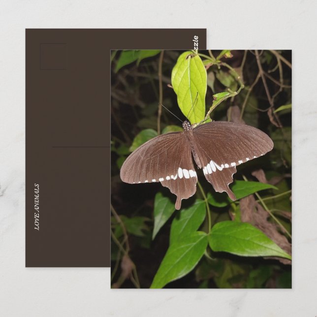 Carte Postale amant papillon (Devant / Derrière)