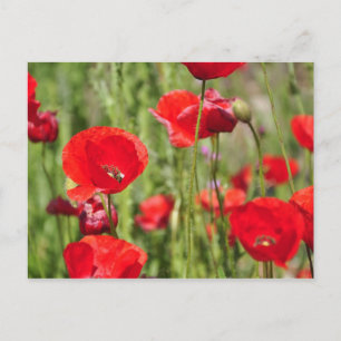Carte Postale Amapolas