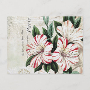 Carte Postale amarylis français vintage