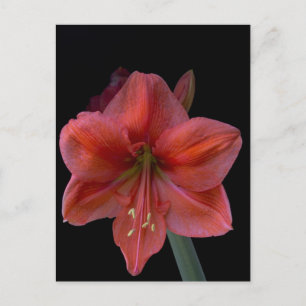 Carte Postale Amaryllis