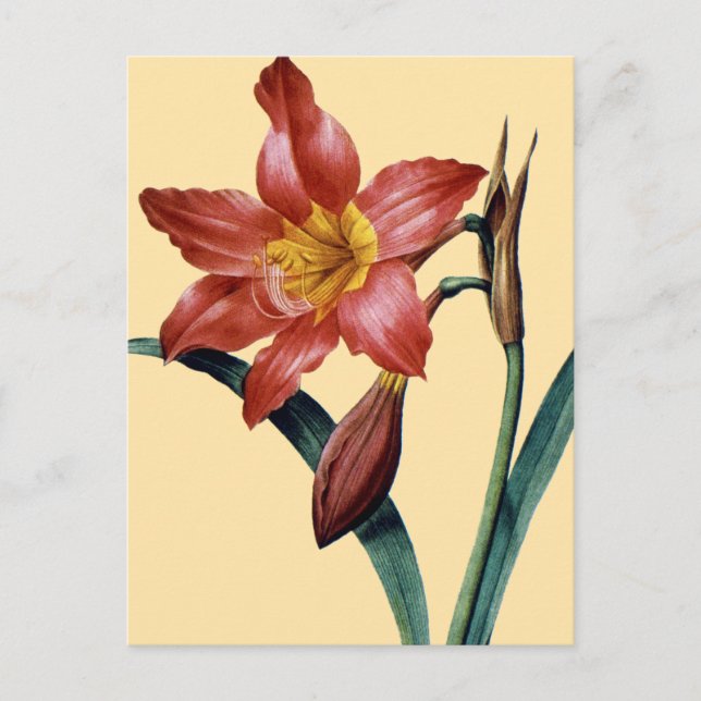 Carte Postale Amaryllis (Devant)