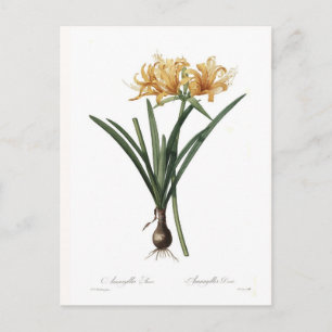 Carte Postale Amaryllis aurea