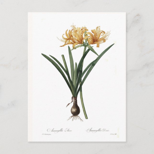Carte Postale Amaryllis aurea (Devant)