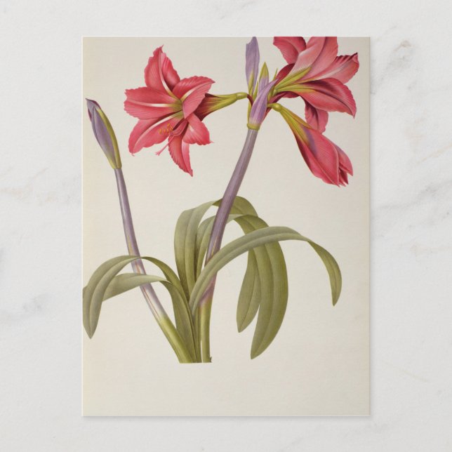 Carte Postale Amaryllis Brasiliensis (Devant)