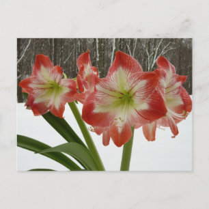 Carte Postale Amaryllis en Fête Rouge Neige Hiver Floral