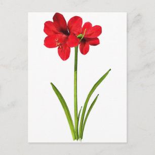 Carte Postale Amaryllis en rouge
