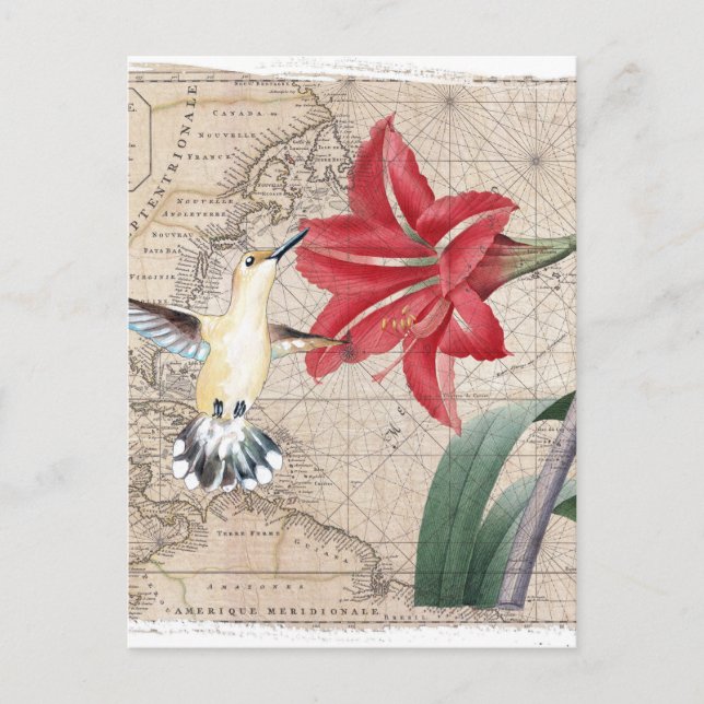 Carte Postale Amaryllis Mao Hummer (Devant)
