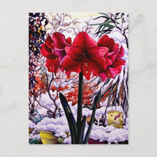Carte Postale Amaryllis par la fenêtre de neige