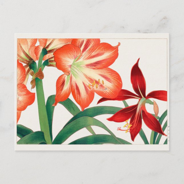 Carte Postale Amaryllis par Tanigami Konan (Devant)
