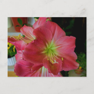 Carte Postale amaryllis rose