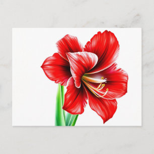 Carte Postale Amaryllis rouge vif en aquarelle