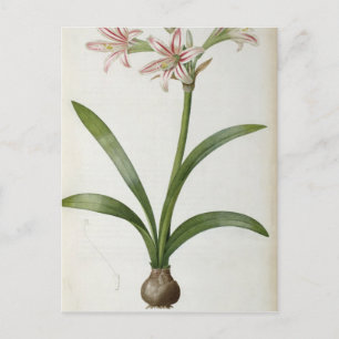 Carte Postale Amaryllis Vittata