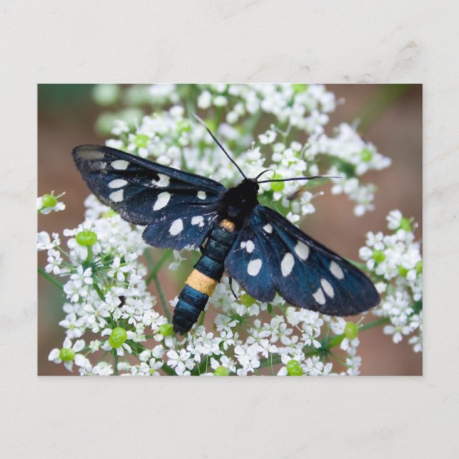 Carte Postale Amata phegea (Devant)