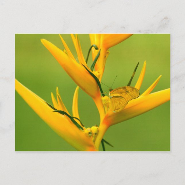 Carte Postale Amazon Humane Society : Amazon Nature Series (Devant)